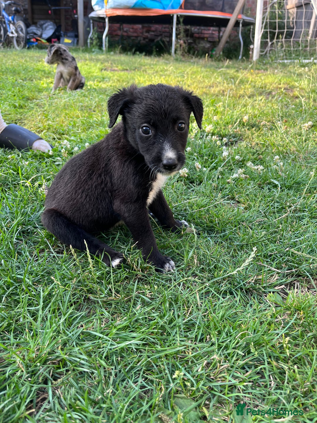 Mixed Breed dogs for sale: Lurcher x lab pups READY NOW!! - Image 13