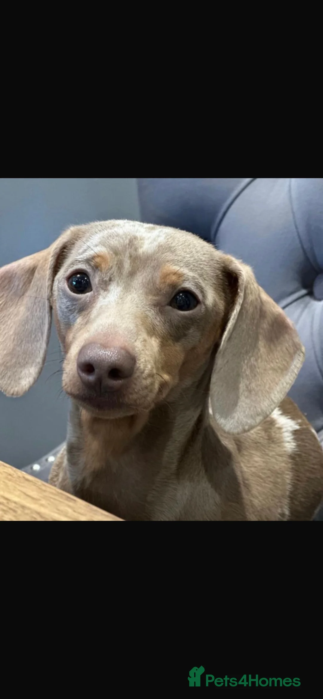 Miniature Dachshund dogs for sale: KC Dapple, Blue & Cream Miniature Dachshunds  in York - Advert 15