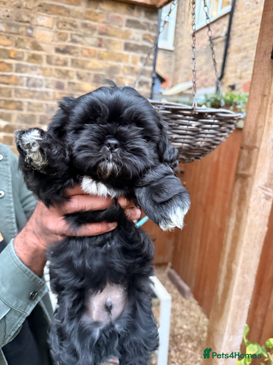 Shih Tzu dogs for sale: Stunning Male Shih Tzu Ready For New Home  - Advert 3