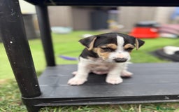 Jack Russell dogs for sale: 🐾Jack Russell Puppies🐾 - Image 7