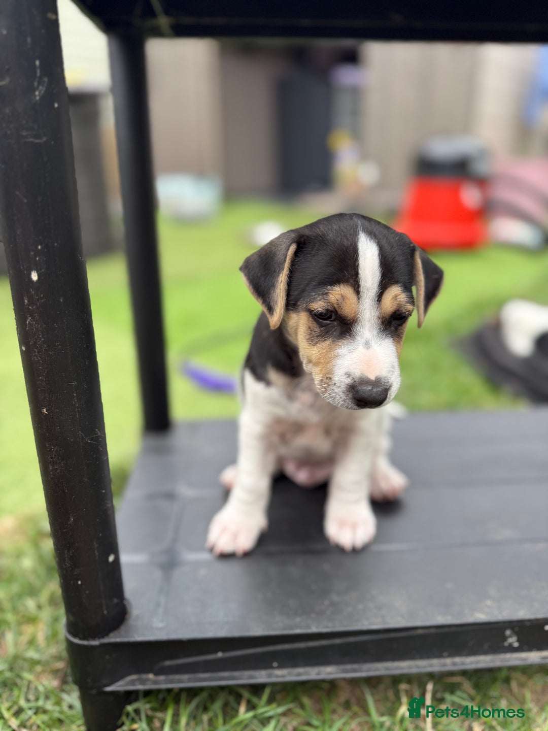Jack Russell dogs for sale: 🐾Jack Russell Puppies🐾 - Image 7