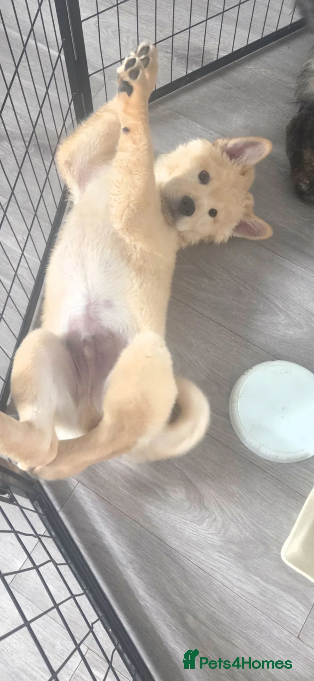 Mixed Breed dogs for sale: Dad full chow mom chow crossed.  - Advert 2