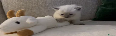 Ragdoll 2