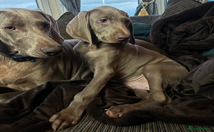 Weimaraner dogs - Advert 1