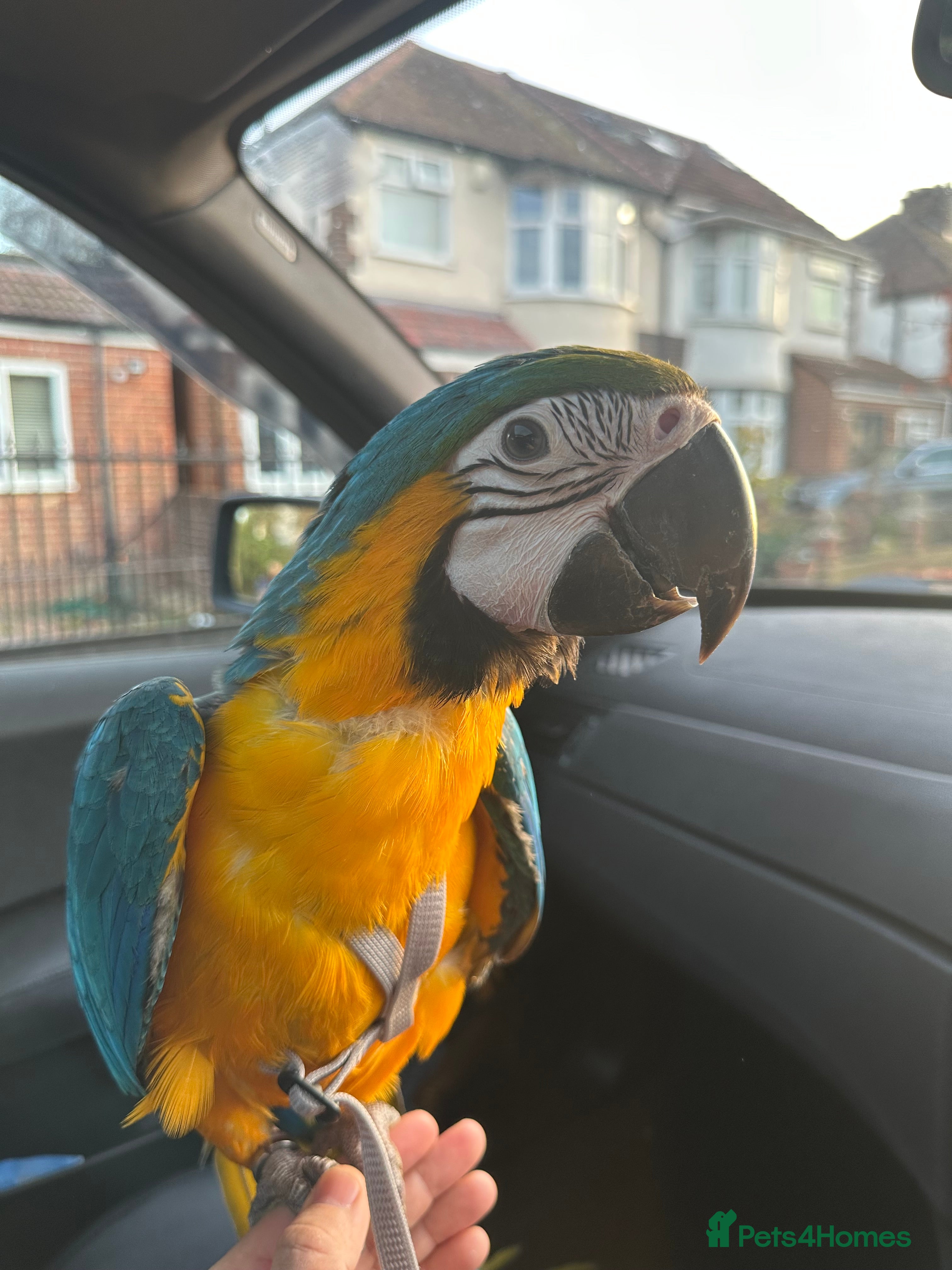 Macaws birds Hand reared tame Baby blue and gold macaw - Advert 1