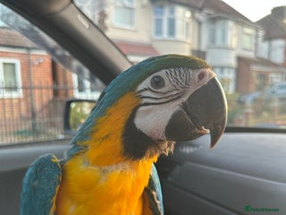 Macaws birds Hand reared tame Baby blue and gold macaw - Advert 1