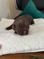 Cocker Spaniel dogs Beautiful cocker pups - Advert 12