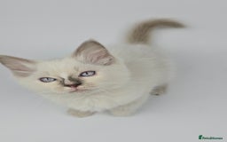Ragdoll cats for sale: 🤍 STUNNING GCCF REGISTERED RAGDOLL KITTENS 🤍🤍 - Image 18