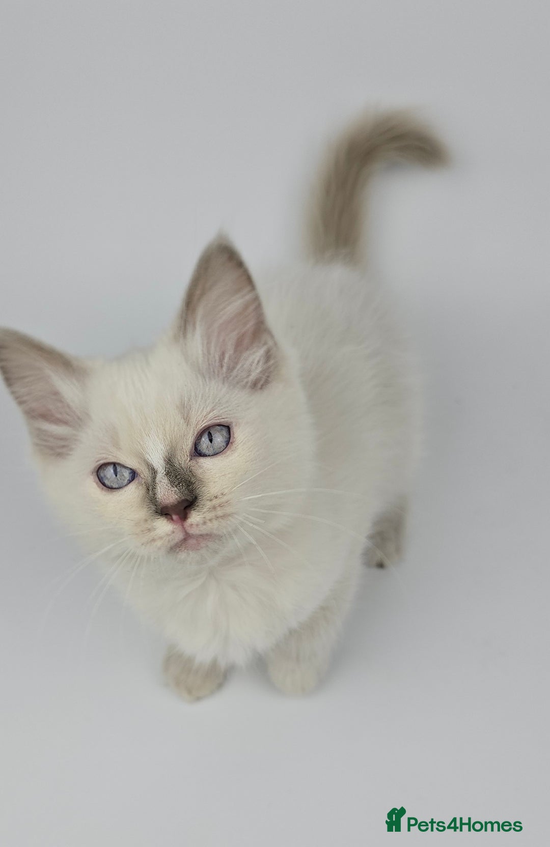 Ragdoll cats for sale: 🤍 STUNNING GCCF REGISTERED RAGDOLL KITTENS 🤍🤍 - Image 18