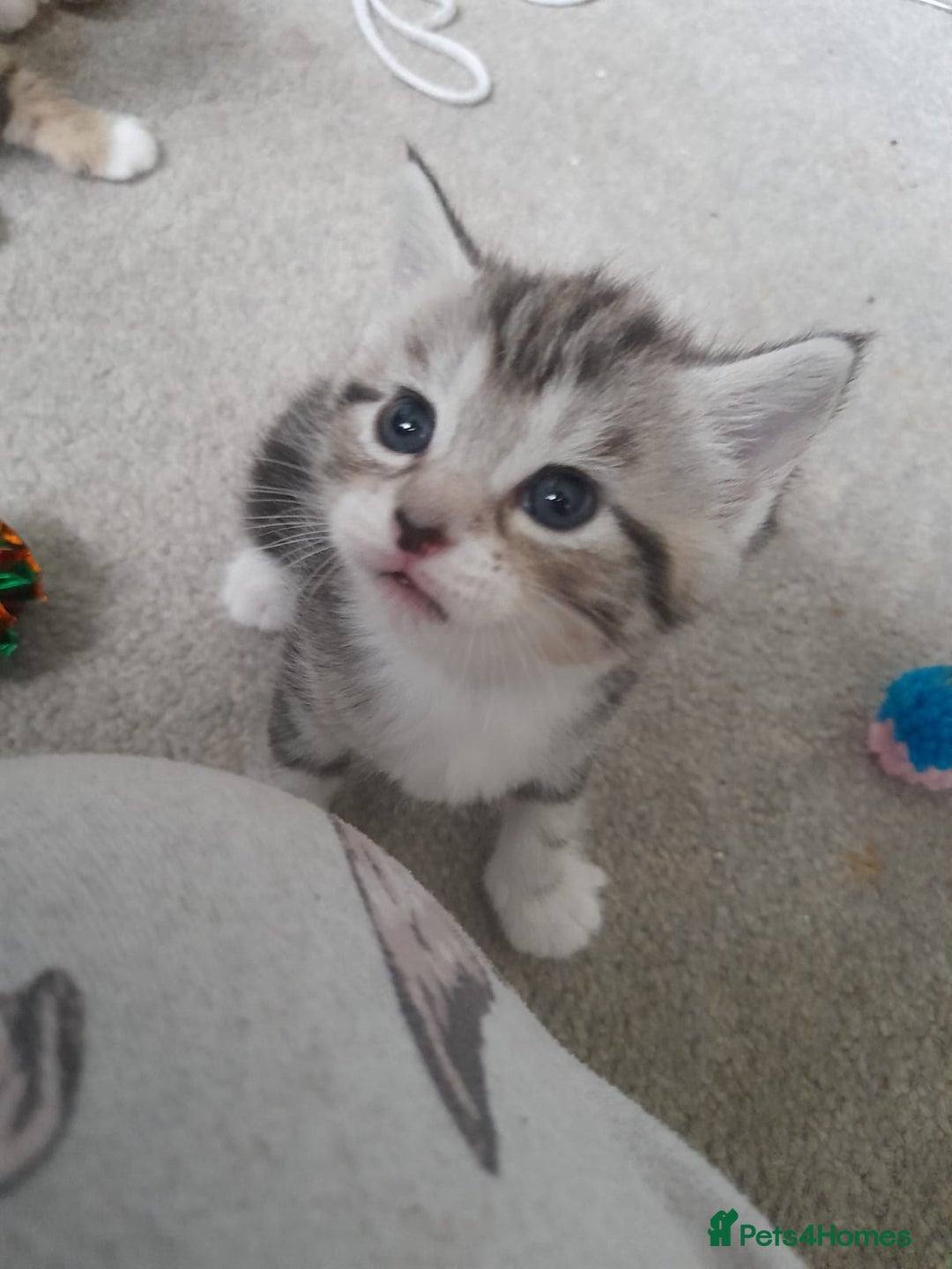 Bengal cats for sale: Looking for homes  - Advert 7