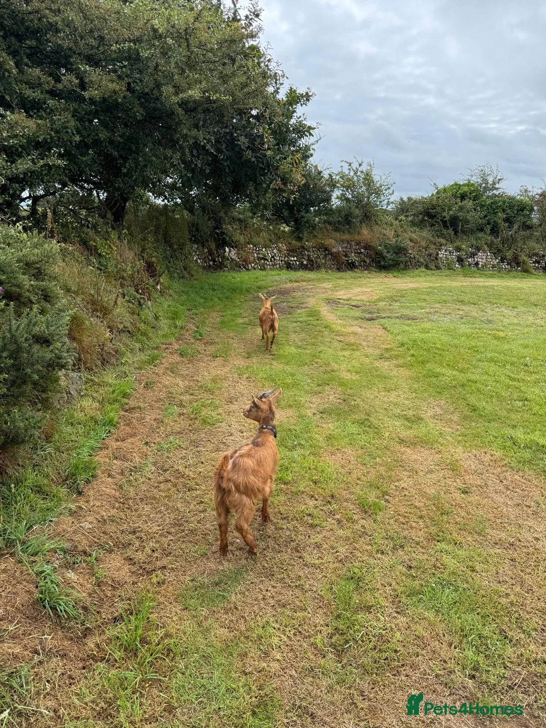 Goats livestock for sale: Two males goats - Advert 2