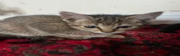 British Shorthair cats for sale: Kittens  - Advert 4