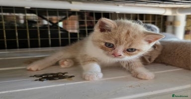 British Shorthair cats - Advert 9