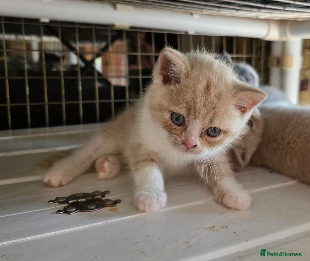 British Shorthair cats for sale: British Shorthairs Stunning Litter - Image 3