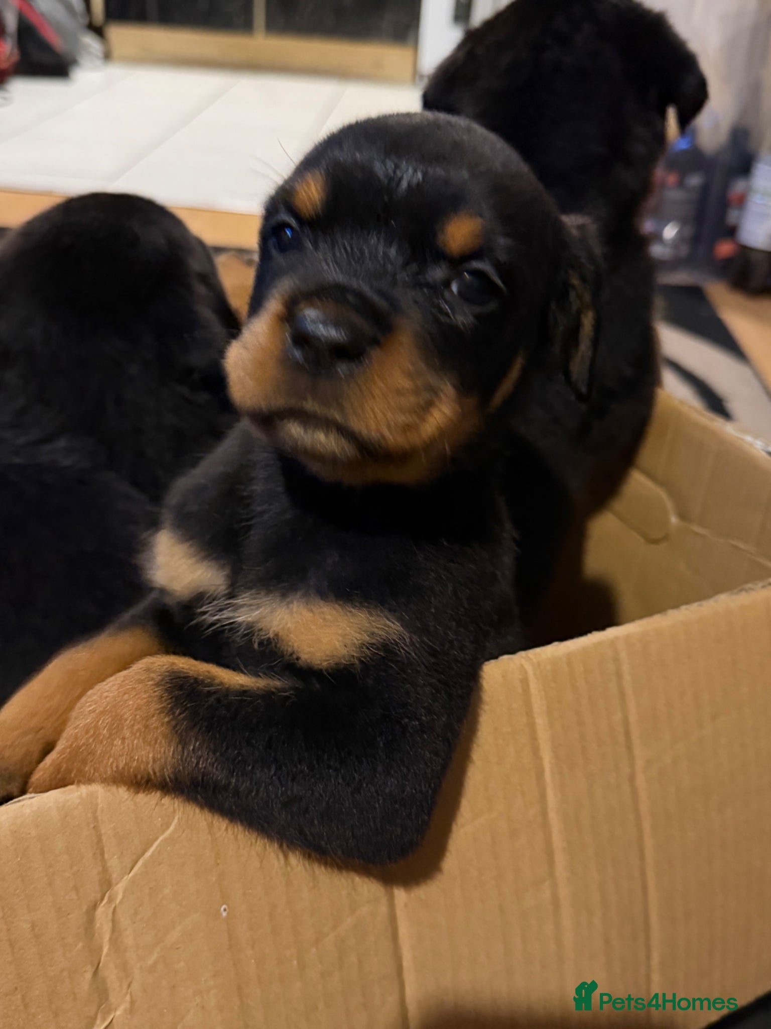 Rottweiler dogs 14 Gorgeous Rottweiler puppies for sale - Advert 13