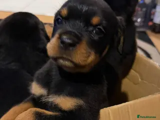 Rottweiler dogs 14 Gorgeous Rottweiler puppies for sale - Advert 13
