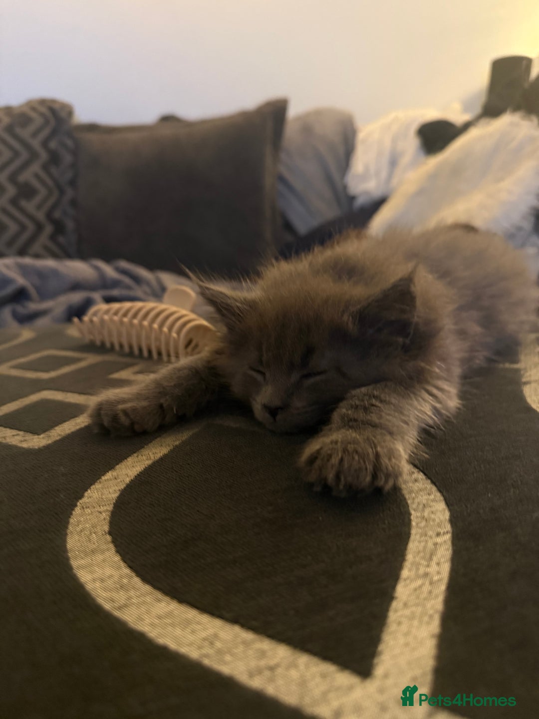 Maine Coon cats for sale: 2 Half Maine Coons for sale  - Advert 8