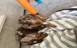 Miniature Dachshund dogs for sale: Miniature dachshunds READY for forever home 🐶🤎 - Image 28