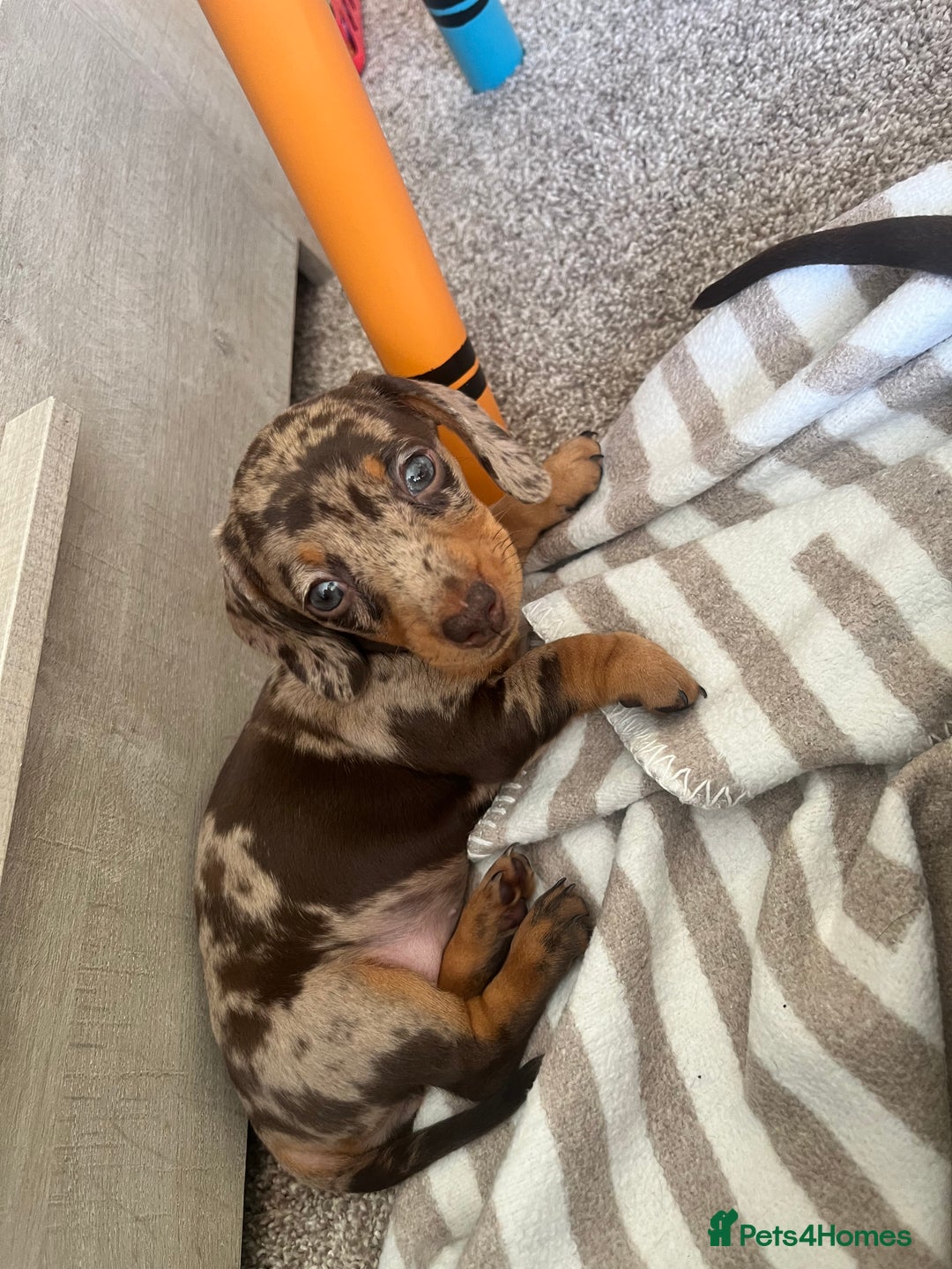Miniature Dachshund dogs for sale: Miniature dachshunds READY for forever home 🐶🤎 - Image 28