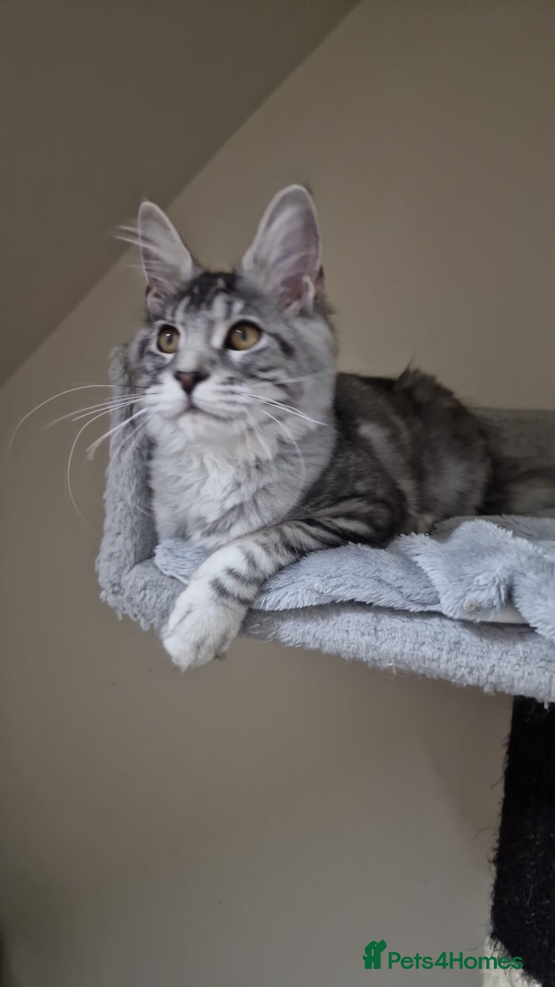 Maine Coon cats for sale: 🎀Pure maine coon female🎀 - Advert 13