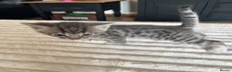 Bengal cats for sale: Bengal cross kittens in Frodsham - Advert 9