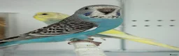 Budgerigars birds for sale: Budgie Chicks Ready Soon  - Advert 2