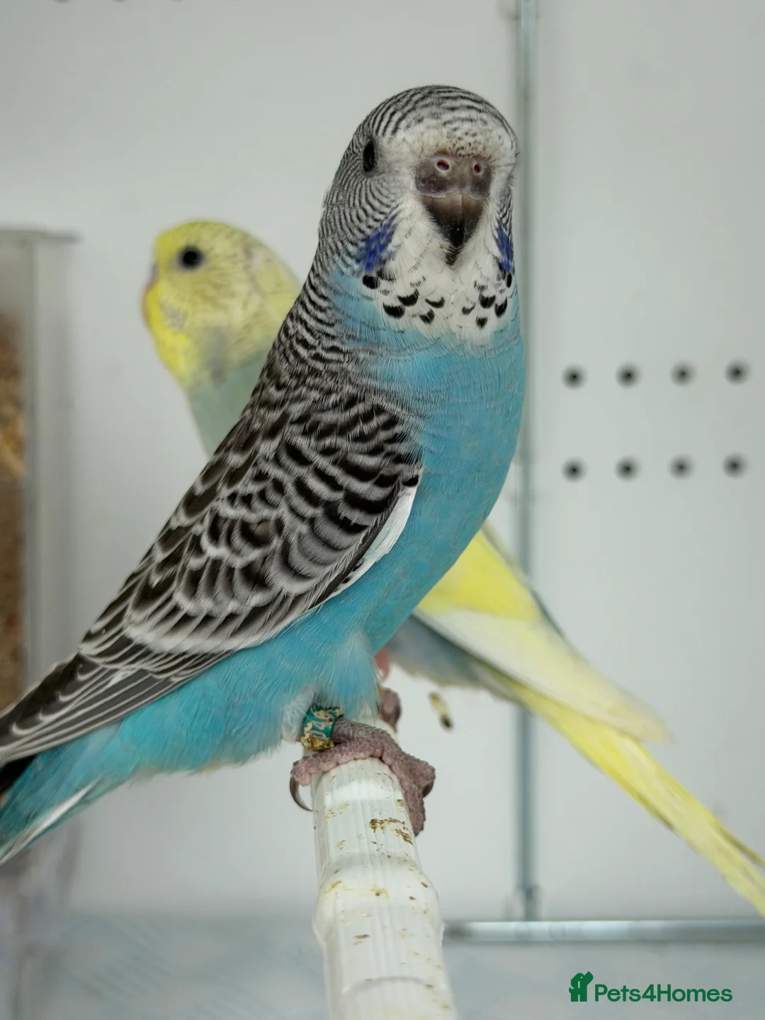 Budgerigars birds for sale: Budgie Chicks Ready Soon  - Advert 2