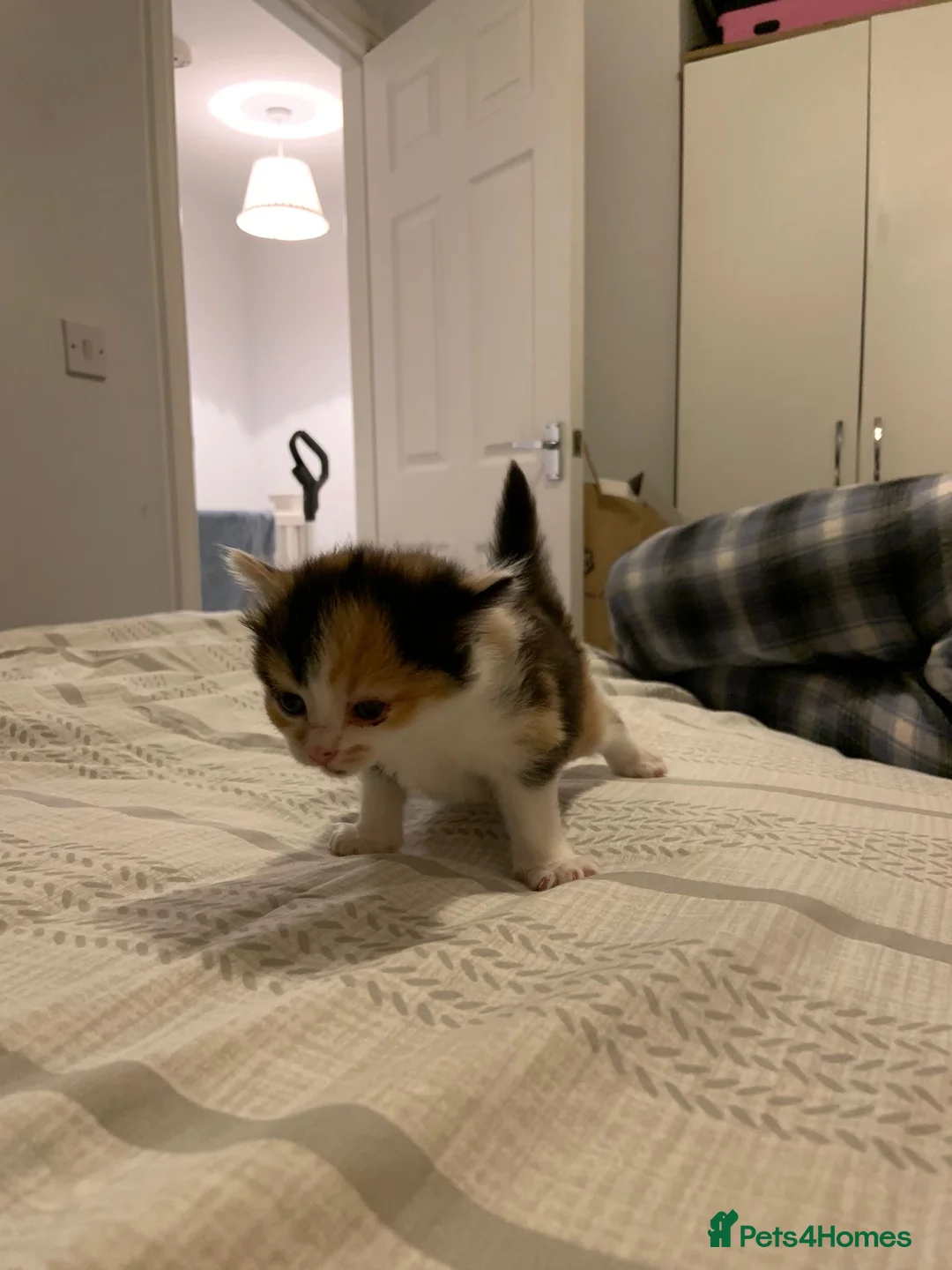 Mixed Breed cats for sale: Beautiful Playful Kittens Ready for Loving Homes - Advert 18