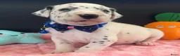 Dalmatian dogs for sale: Beautiful Dalmatian puppies ready to reserve  - Advert 10