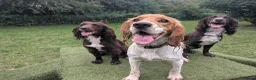 Cocker Spaniel dogs for sale: Golden working cocker spaniels  - Advert 9