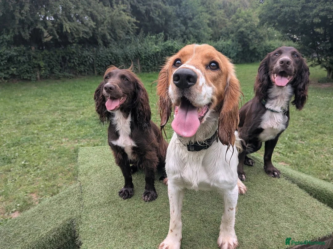 Cocker Spaniel dogs for sale: Golden working cocker spaniels  - Advert 9