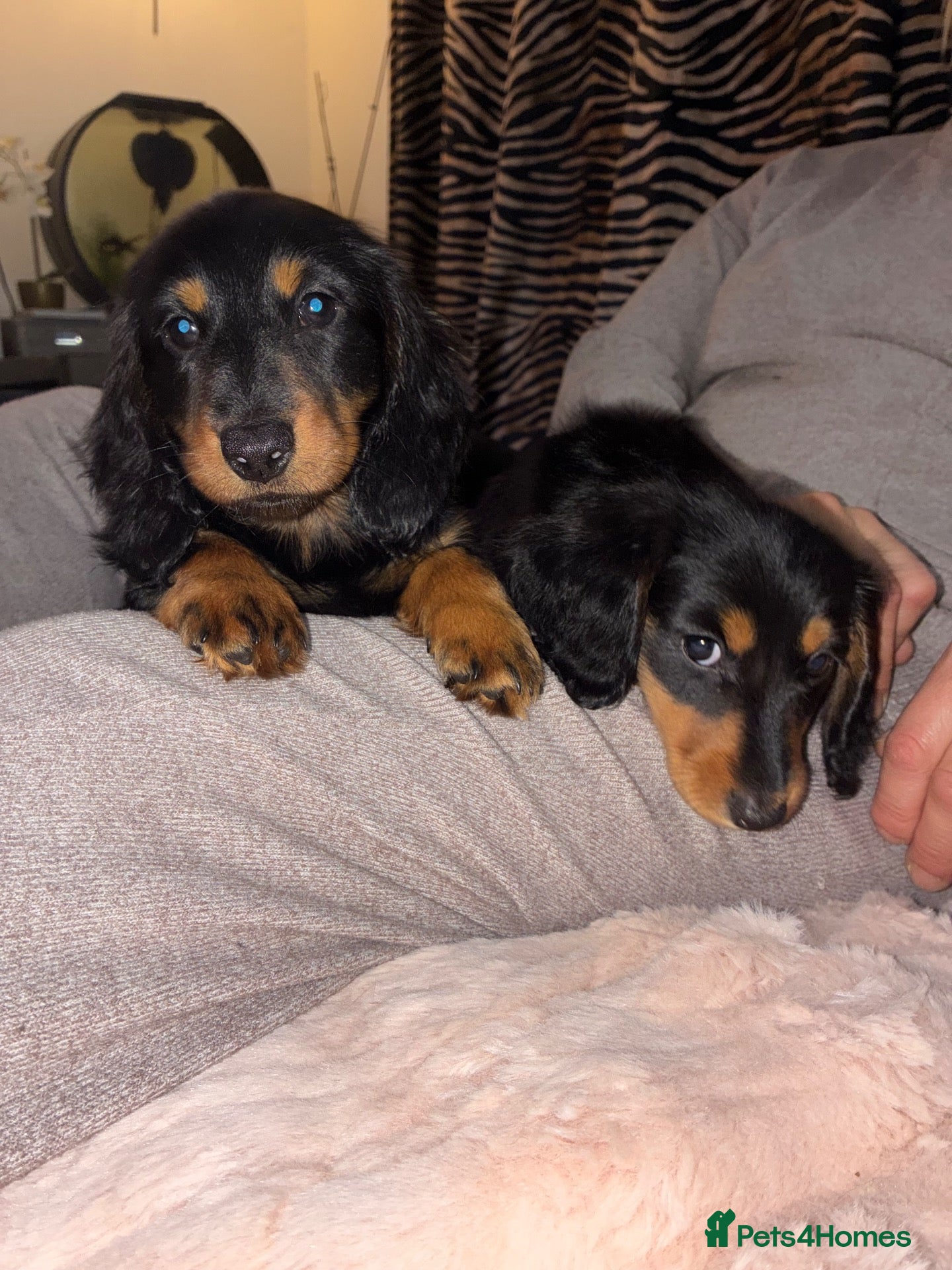 Miniature Dachshund dogs for sale: REDUCED MASSIVELY 🛑BLACK AND TAN MINIATUREDOXIES  - Advert 19