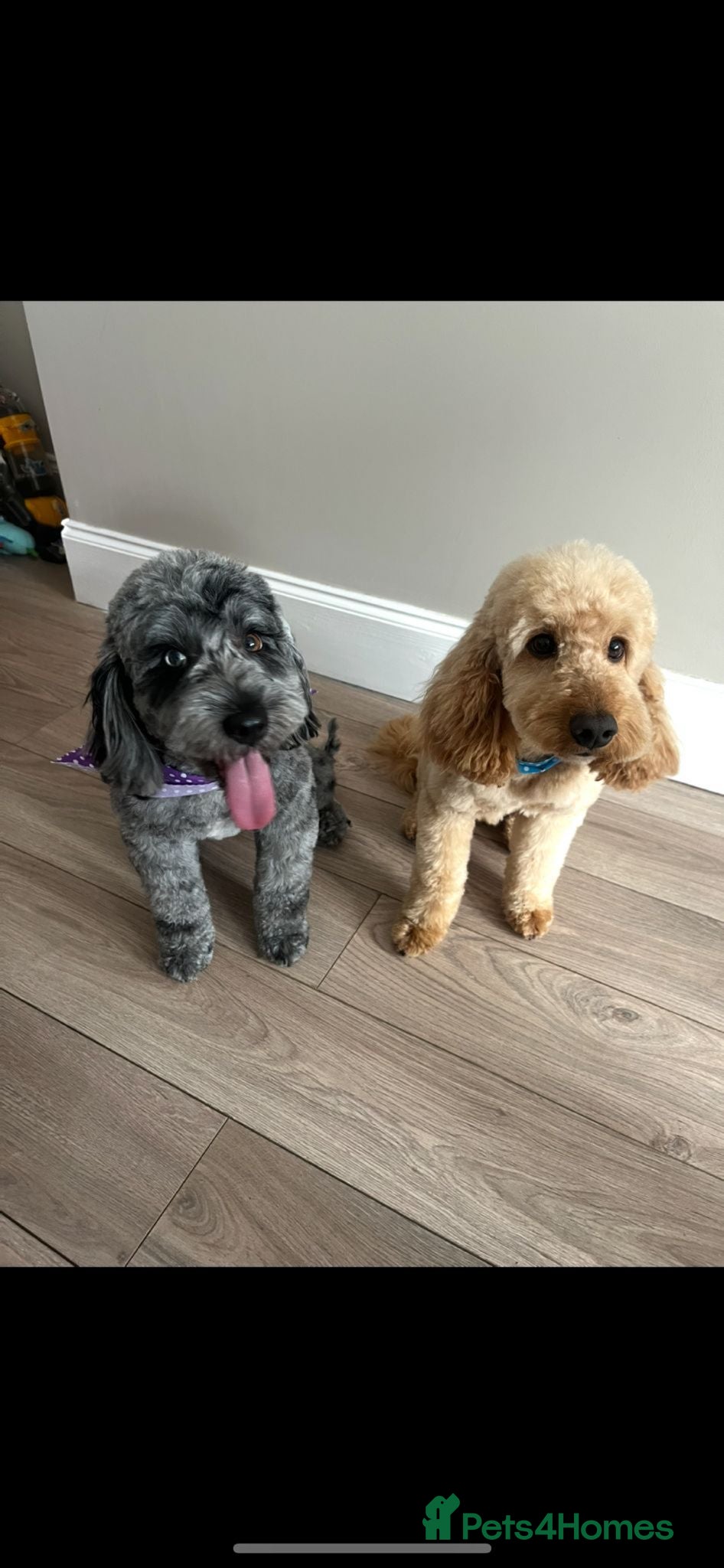 Cockapoo dogs Beautiful cockapoo puppys  - Advert 5