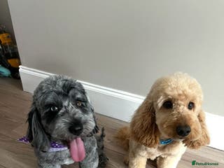 Cockapoo dogs Beautiful cockapoo puppys - Advert 1