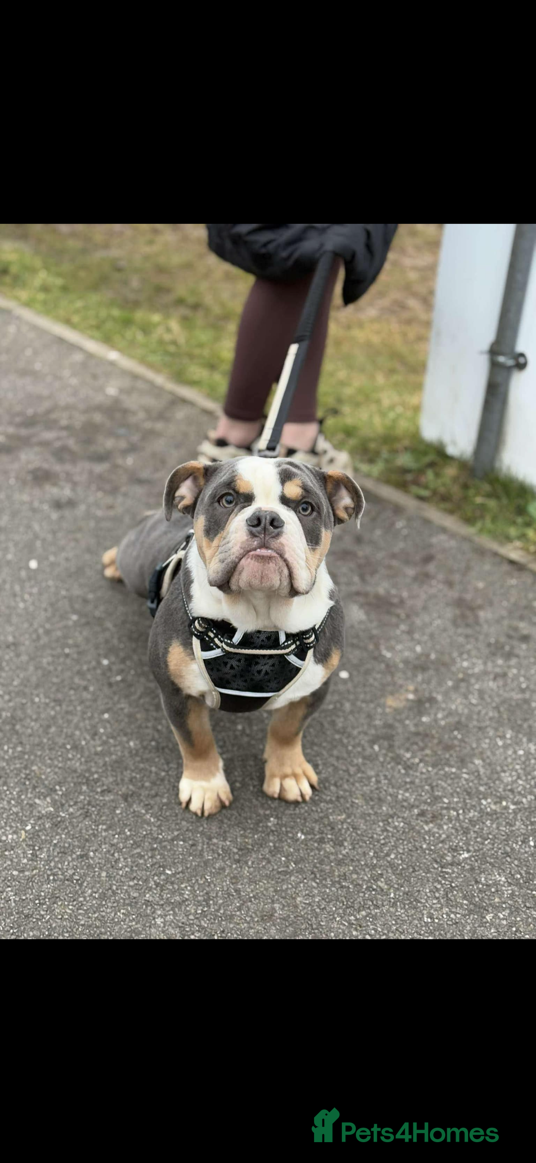 Olde English Bulldogge dogs for sale: 1 year old Olde English Bulldog - Advert 2