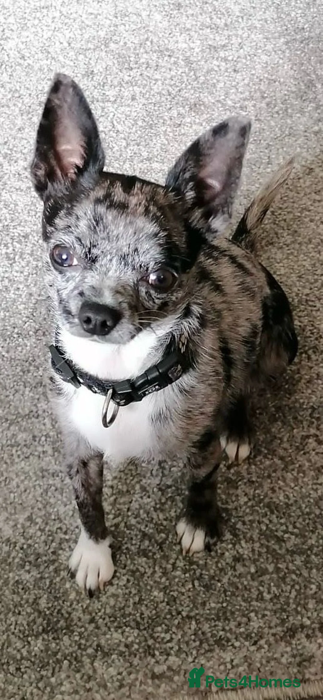 Chihuahua dogs for sale: Chihuahua  - Advert 3