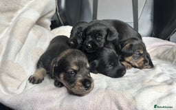 Mixed Breed dogs for sale: SCHNOXIES (MINI DAXI CROSS MINI SCHNAUZER) - Image 4