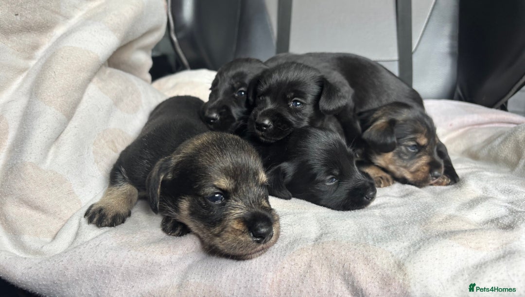 Mixed Breed dogs for sale: SCHNOXIES (MINI DAXI CROSS MINI SCHNAUZER) - Image 4