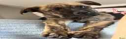 Mixed Breed dogs for sale: Lovely brindle boy for sale  in Poole - Advert 2