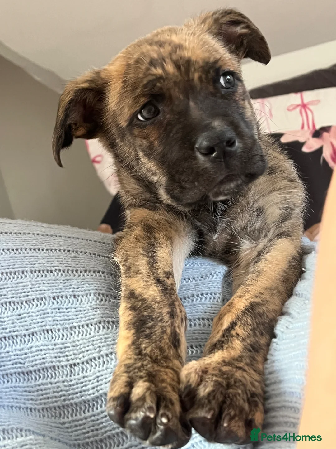 Mixed Breed dogs for sale: Lovely brindle boy for sale  in Poole - Advert 2