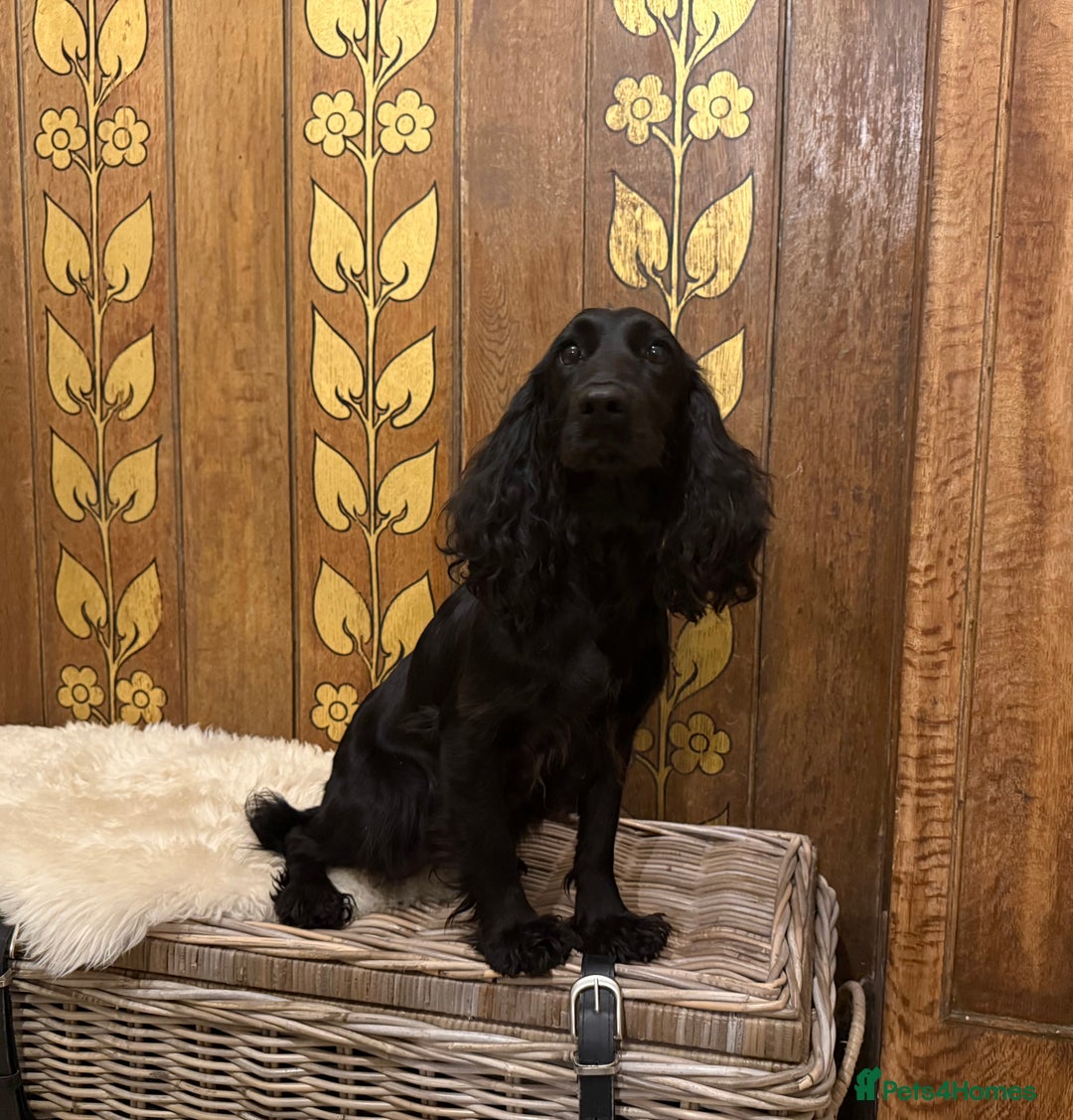 Cockapoo dogs for sale: Stunning litter of F1 Cockapoo Puppies  - Advert 16