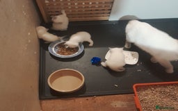 British Shorthair cats for sale: British Shorthair Kittens - Lilac Point - Image 5