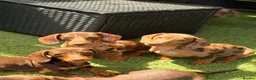 Miniature Dachshund dogs for sale: Beautiful litter of 5 Dachshund puppies  - Advert 11