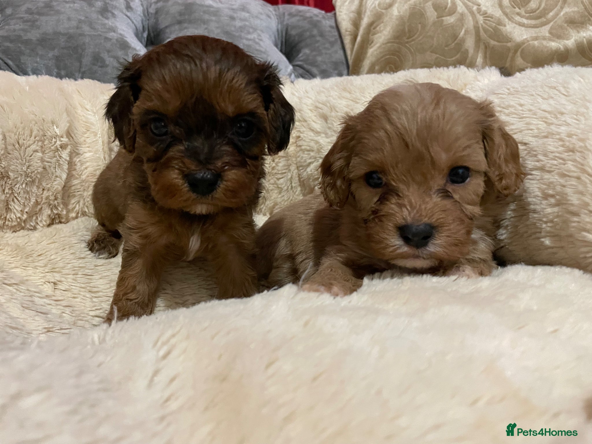 Cavapoo dogs ❤️🐶🌟Gorgeous F1 Cavapoo Puppies Available 🩷😍💙 - Advert 4