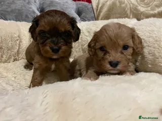 Cavapoo dogs ❤️🐶🌟Gorgeous F1 Cavapoo Puppies Available 🩷😍💙 - Advert 4