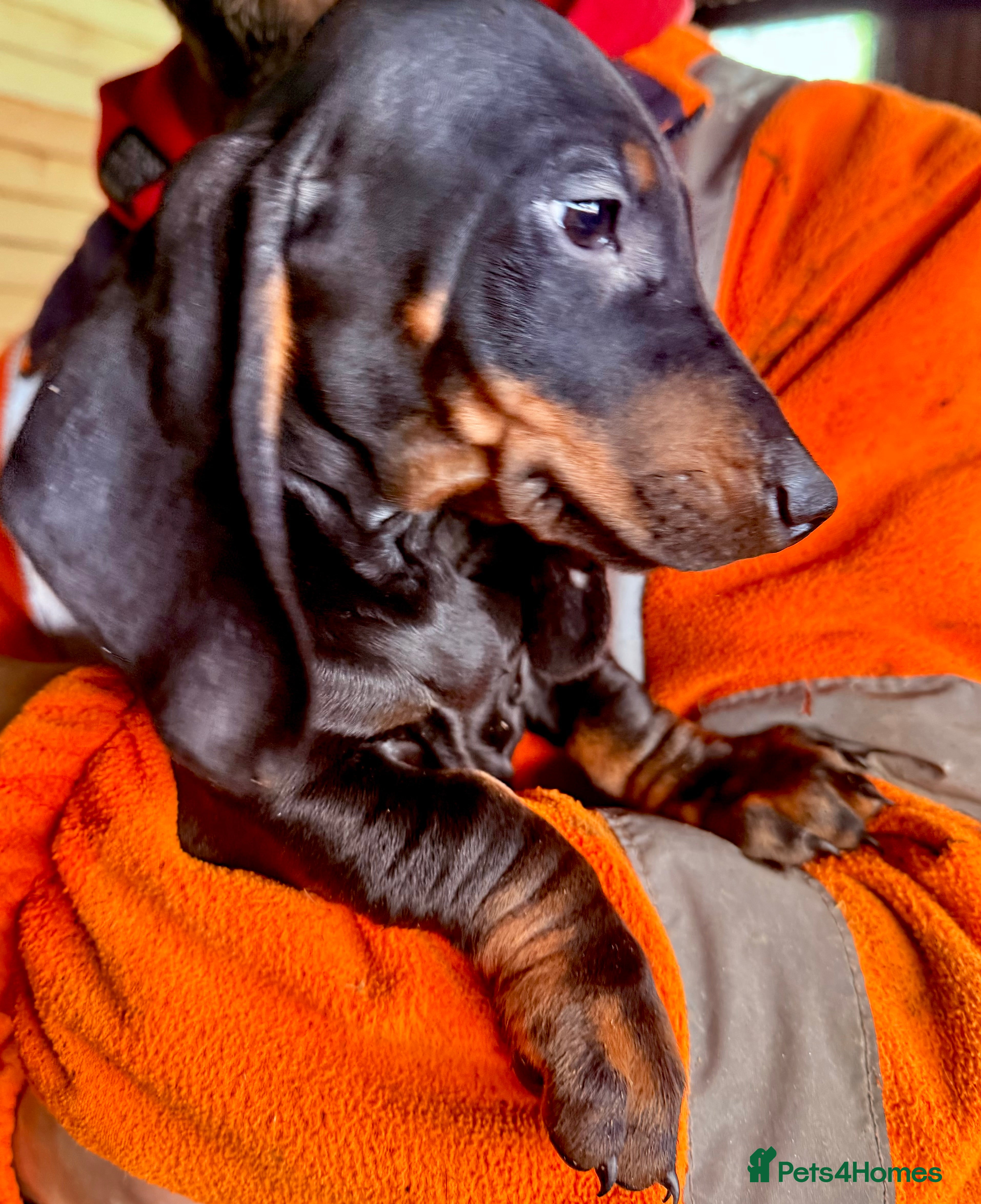 Dachshund dogs Smooth hair Dachshund puppies  - Advert 1