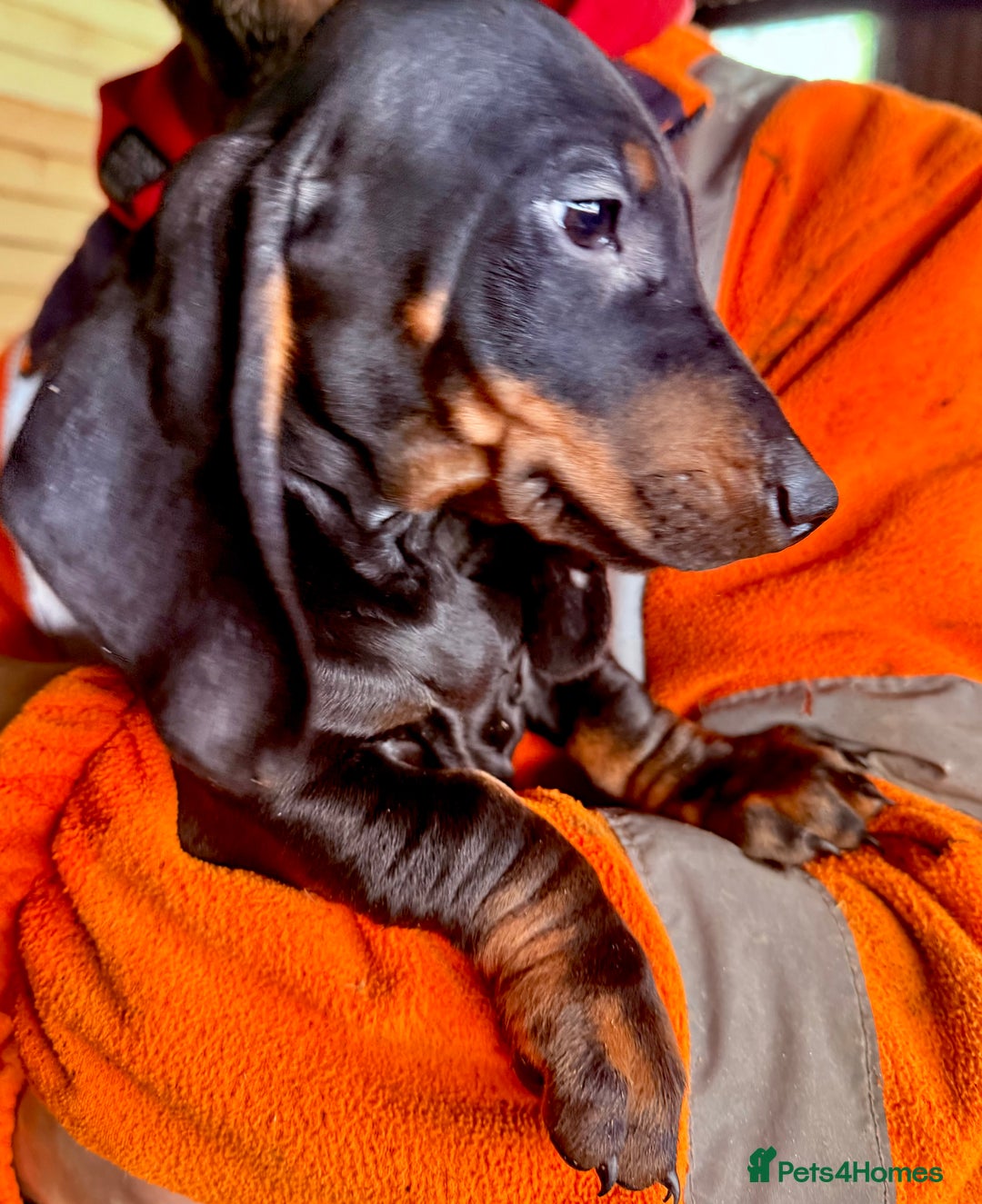 Dachshund dogs for sale: Standard Dachshund puppies  - Advert 3