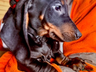 Dachshund dogs Smooth hair Dachshund puppies - Advert 5