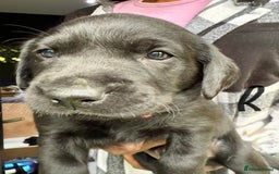 Labrador Retriever dogs for sale: EXCELLENT &UNIQUE LAB PUPPIES AV 12 NOV £1450 - Image 32