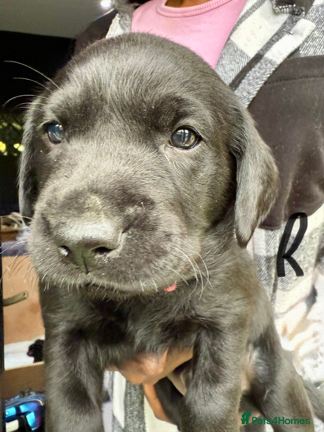 Labrador Retriever dogs for sale: EXCELLENT &UNIQUE LAB PUPPIES AV 12 NOV £1450 - Image 32